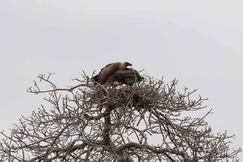 witruggier kruger national park zuid-afrika