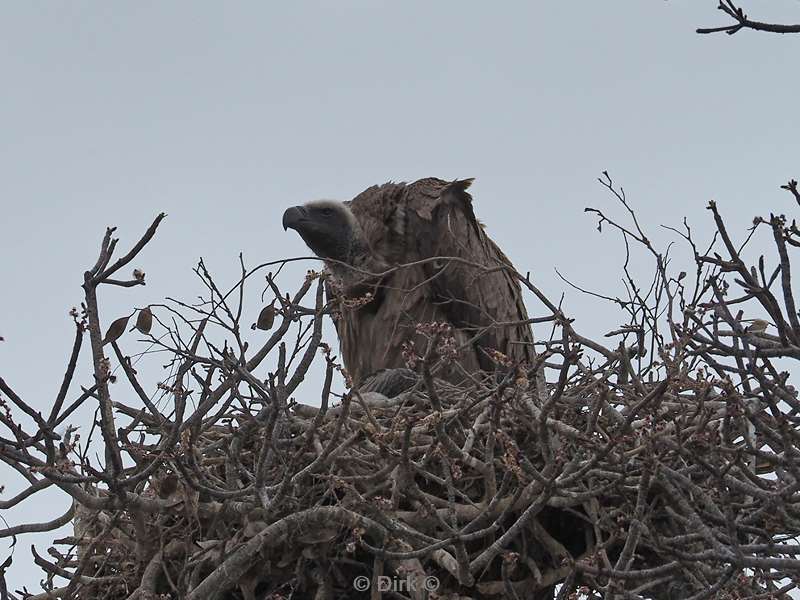 white back vulture kruger national park south africa