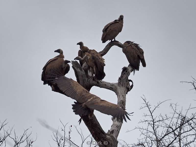 white back vulture kruger national park south africa