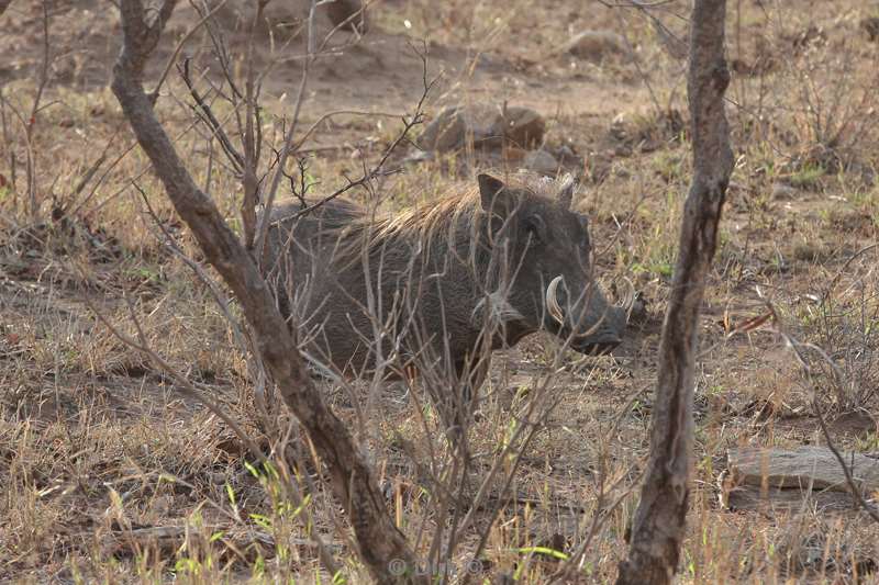 wrattenzwijn kruger national park zuid-afrika