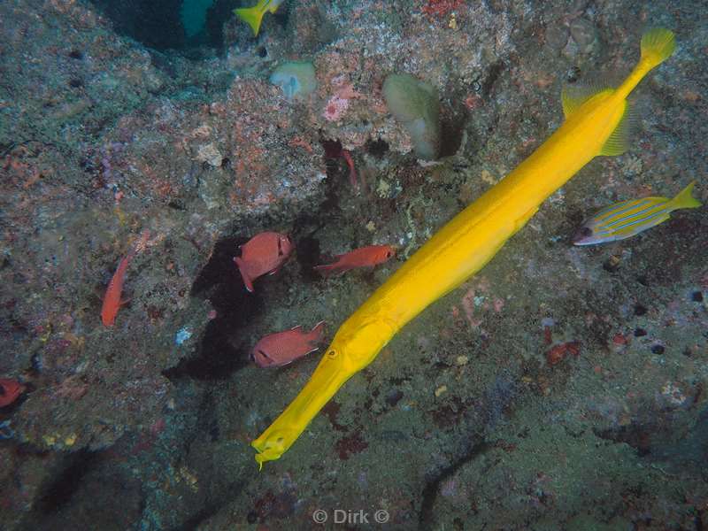 yellow trumpetfish