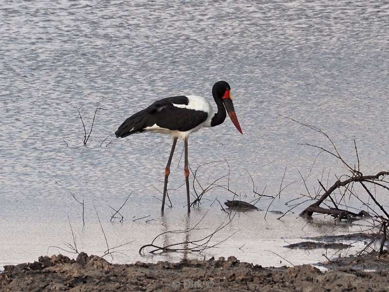 zadelbekooievaar kruger national park zuid-afrika