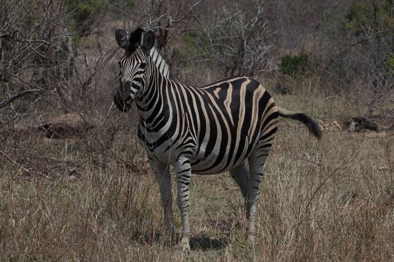 zebra kruger national park zuid-afrika