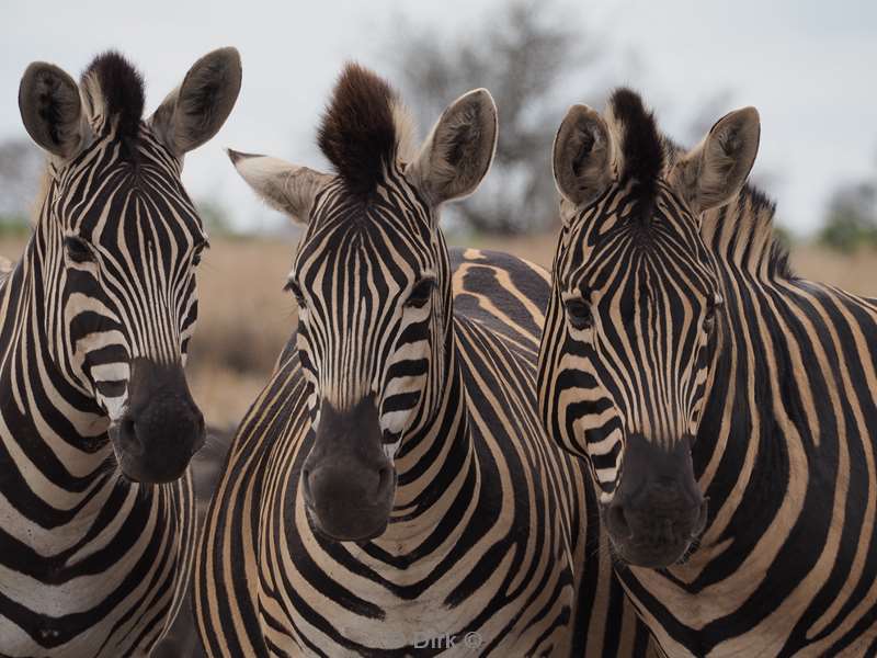 zebra kruger national park zuid-afrika