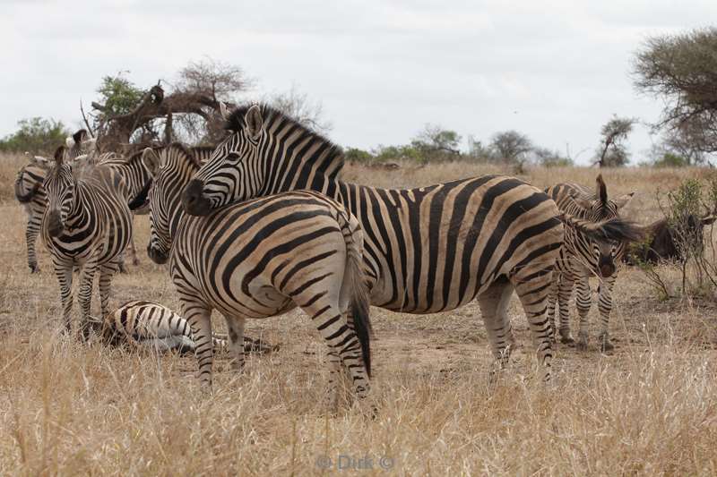 zebra kruger national park south africa