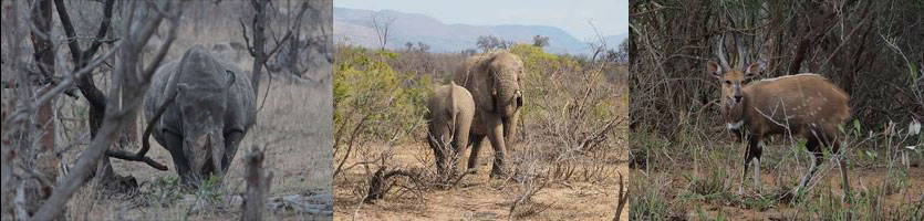 kruger national park south africa