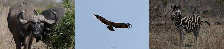 kruger national park in zuid-afrika