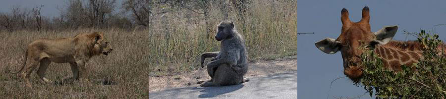 kruger national park in zuid-afrika