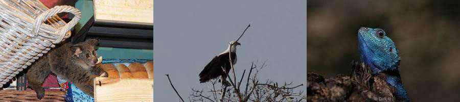 kruger national park in zuid-afrika