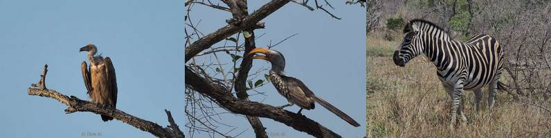 kruger national park in zuid-afrika