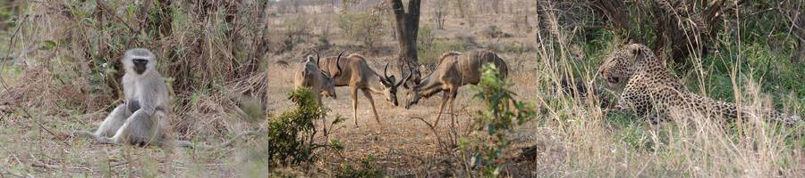 kruger national park in zuid-afrika