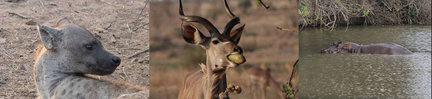 kruger national park in zuid-afrika