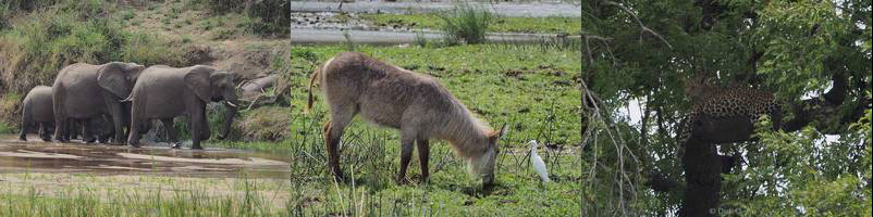 kruger national park south africa