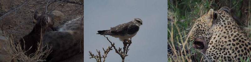 kruger national park in zuid-afrika