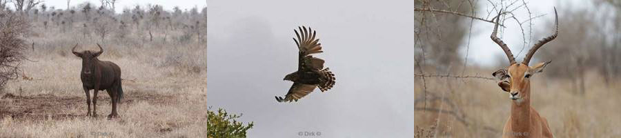 kruger national park in zuid-afrika