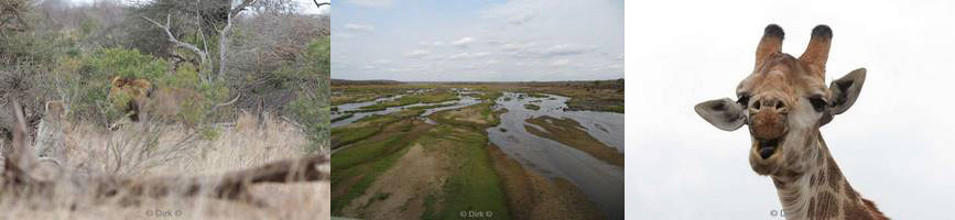 kruger national park in zuid-afrika