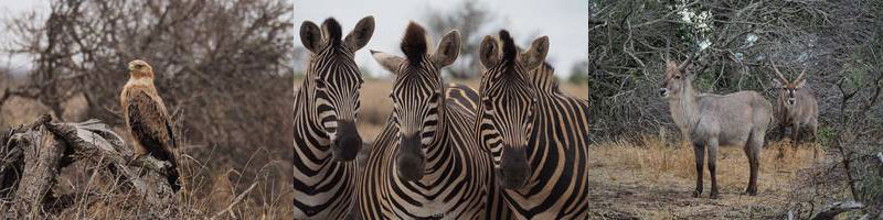 kruger national park south africa