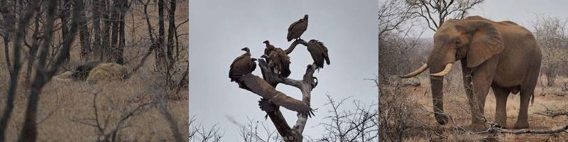 kruger national park in zuid-afrika