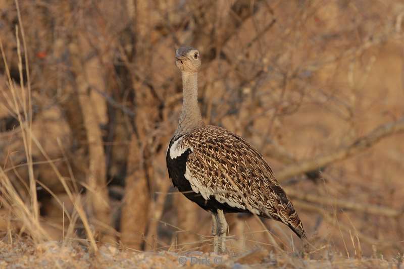 zuid-afrikaanse kuiftrap zijn kruger national park south africa