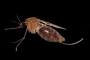 malaria mosquito