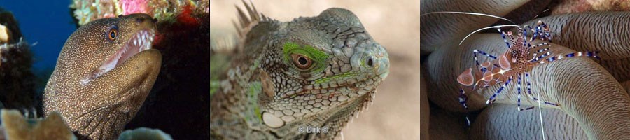 Bonaire de Nederlandse Antillen