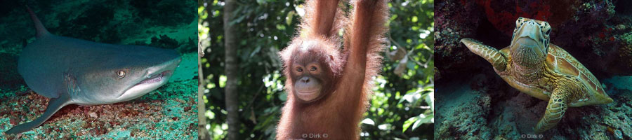 maleisie borneo sipadan kapalai mabul jungle