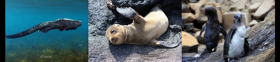 galapagos