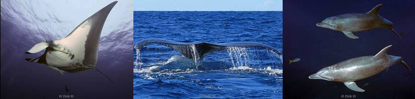 socorro island san benedicto roca partida