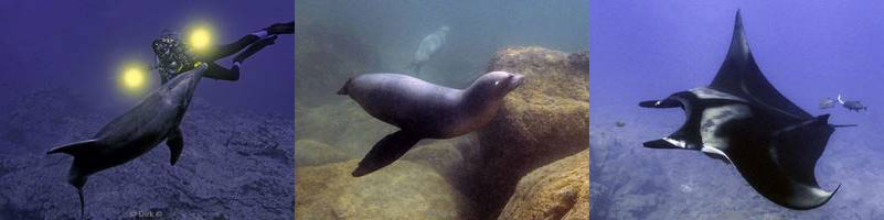 socorro island san benedicto roca partida