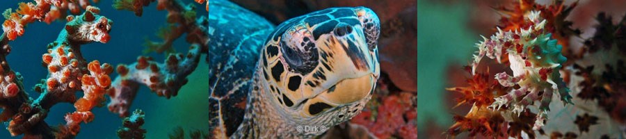 sulawesi indonesie