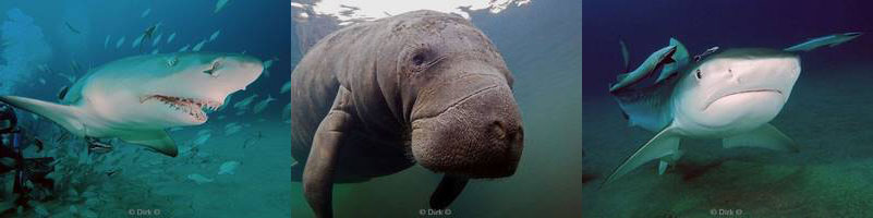 usa florida jupiter sharks manatees everglades keys