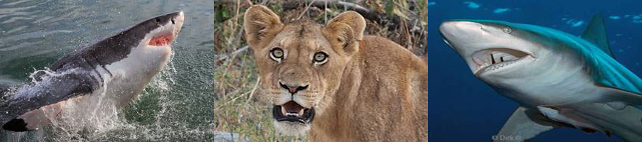 south africa sharks safari lions