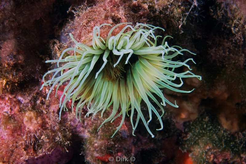 anemone