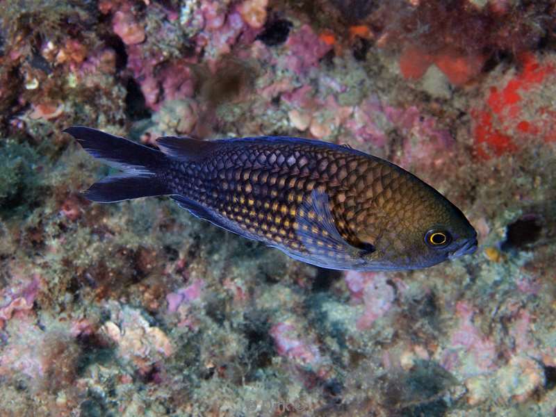 damselfish