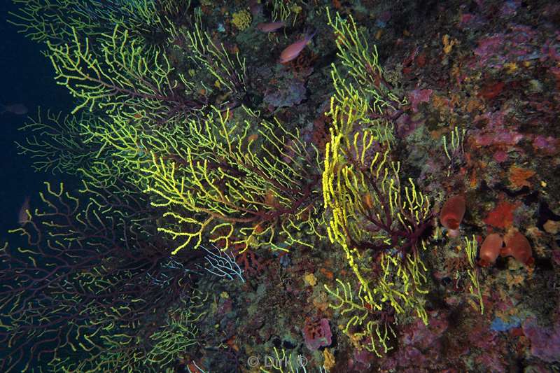 gorgonian