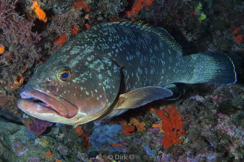 grouper