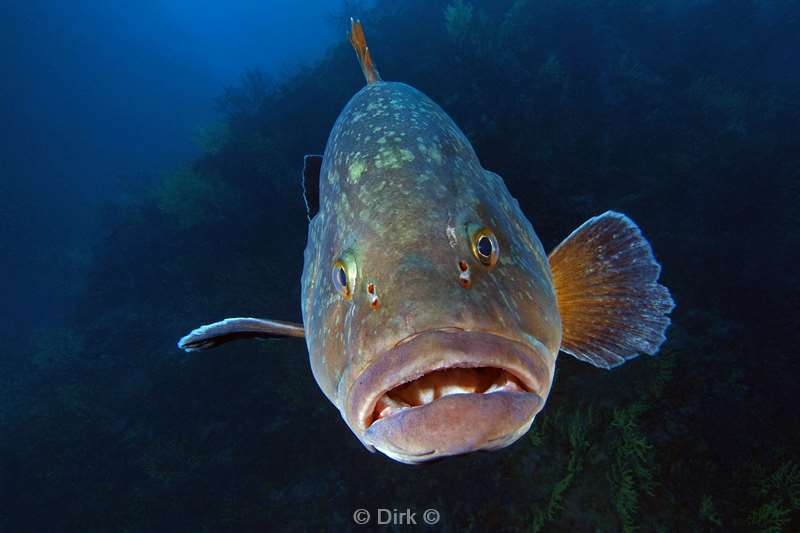 grouper