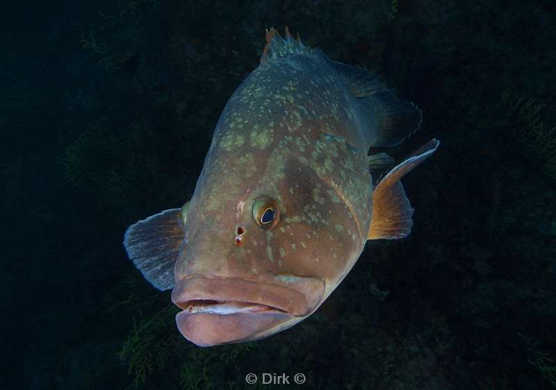 grouper