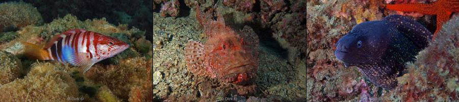 diving medes islands mediterranean sea