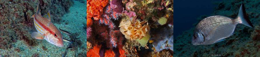 diving medes islands mediterranean sea