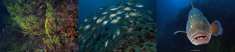 diving medes islands mediterranean sea