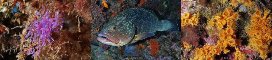 diving medes islands mediterranean sea