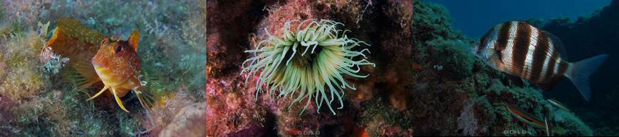 diving medes islands mediterranean sea