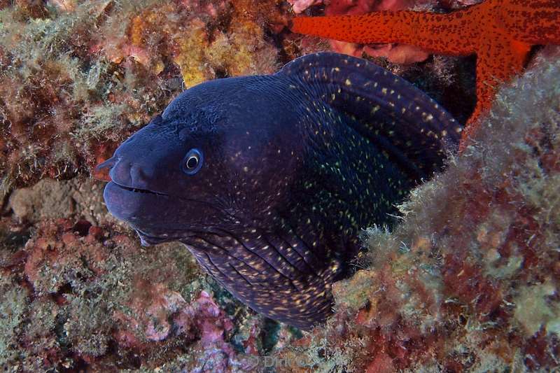 moray