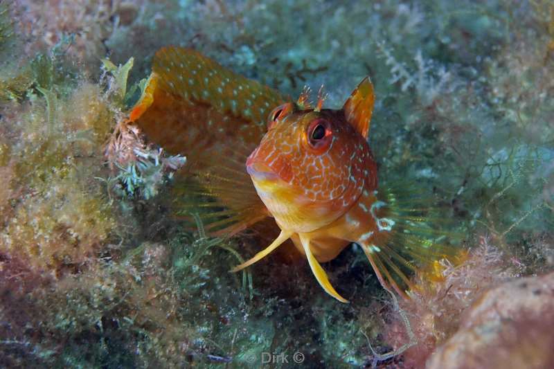 peacock blenny