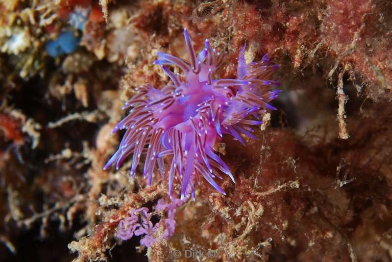 pink flabelina