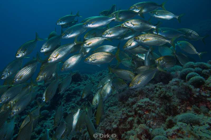 salema seabream