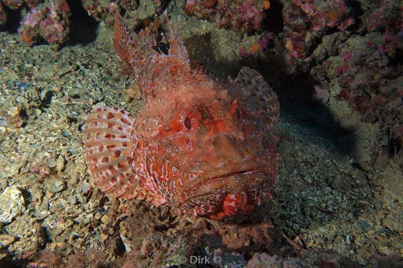 scorpionfish