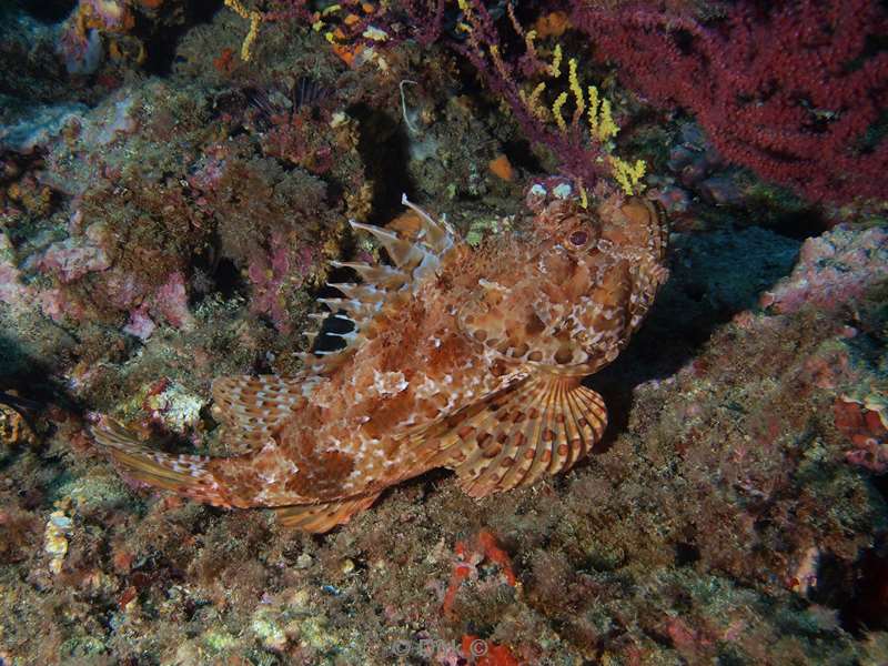 scorpionfish