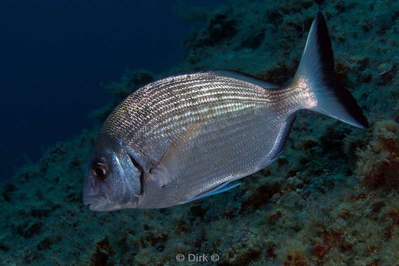 silver seabream